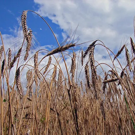 Haus Saskia Wutha-Farnroda